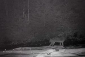 Haită de lupi filmată într-o pădure în Parcul Naţional Piatra Craiului (Video)