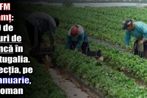 AJOFM Neamţ: 300 de locuri de muncă în Portugalia. Selecţia, pe 17 ianuarie, la Roman