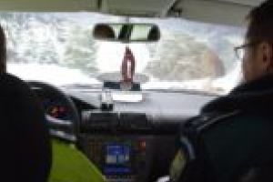 Şoferii din Caraş-Severin, sfătuiţi să nu oprească în dreptul copacilor, din cauza vântului