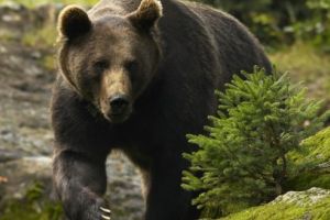 Urşii se înmulţesc necontrolat, AJVPS Mureş are soluţii, dar nu sunt aprobări!