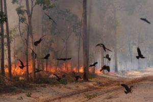 Uimitor – Aceste păsări de pradă dau foc în mod intenţionat pădurilor. Unde se întâmplă acest fenomen neobişnuit?