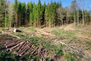 „Negocierile pentru defrişări, în secret”