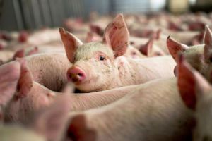 4,6 milioane lei, ajutoare pentru crescătorii de porci din rasele Bazna şi Mangaliţa. Ce condiţii trebuie îndeplinite