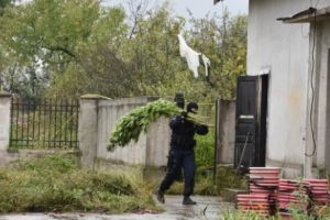 Fostul comisar şef al Gărzii de Mediu Caraş şi fiul său, trimişi în judecată. Aveau super plantaţie de cannabis în grădină