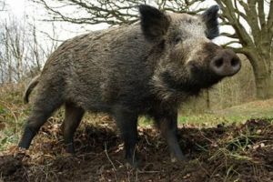 Ministerul Agriculturii: Despăgubiri pentru fermierii afectaţi de atacurile mistreţilor