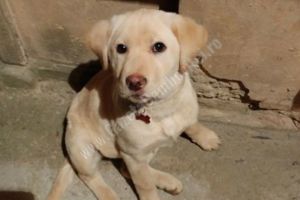 O fetiţă plânge după acest căţel! A fost furat din municipiul Târgovişte