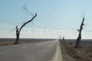 CNSC a respins contestatia firmei Teo Trans Consulting. RAJDP Constanta a anulat licitatia pentru marcajele rutiere