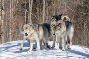 Haită de lupi, filmată în Piatra Craiului