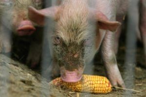 Guvernul a aprobat un program de sprijin pentru crescătorii de porci din rasele Bazna şi Mangaliţa