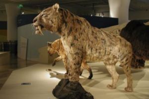 Expoziţia „Era glaciară”- ultimele zile de vizitare, la Muzeul Naţional Secuiesc din Sfântu Gheorghe