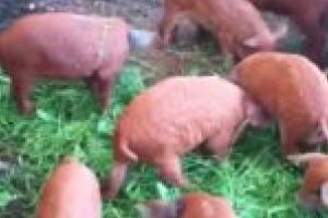 Purcei gratuiţi şi subvenţii pentru crescătorii raselor Bazna şi Mangaliţa