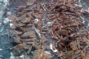 Mii de elemente de muniţie, găsite într-o pădure din Bacău