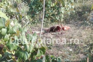 Berzunţi: Animale ucise de sălbăticiuni. Sătenii cred că e vorba de o haita de şacali