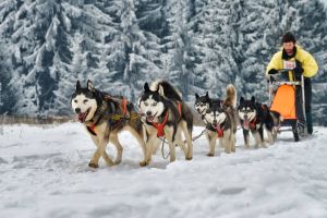 Băile Tuşnad Cup – sled dog sprint competition, ediţia a VI-a
