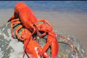 După obligaţia asomării PORCULUI, anestezierea HOMARULUI