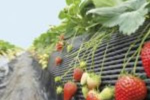 Vreţi să mergeţi la cules de fructe în Spania? Veţi munci pentru 6 euro pe oră, dar veţi primi 4 euro!