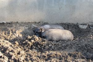 APIA: Pe parcursul lunii ianuarie se depun cererile de plată şi deconturile justificative pentru angajamentele aflate în derulare în cadrul Măsurii 14T