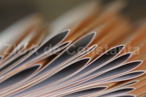 Ce firma a fost infiintata recent la Ovidiu. Ce domeniu de activitate are