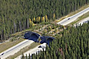 Garduri ranforsate, trei ecoducte şi zeci de viaducte pe autostrada Sibiu – Piteşti