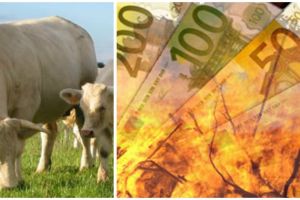 Agrointel.ro Vestea asteptata de crescatorii de animale: subventia APIA – platita mai devreme!