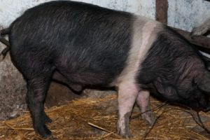 Ajutoare de stat pentru crescătorii de porci din rasele Bazna şi Mangaliţa
