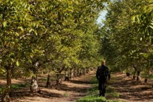 Afacerea anului în România! Ce poţi planta pentru a-ţi recupera investiţia de 100 de ori