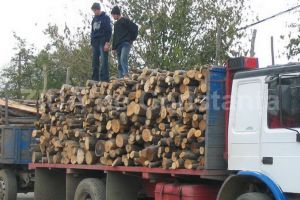 Zeci de perchezitii la persoane banuite de taiere ilegala si sustragere de material lemnos. Care este prejudiciul 