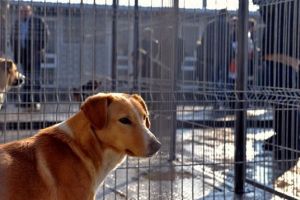 Locuri de muncă Braşov: Îngrijitor la azilul de câini