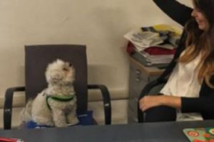 Inedit! Au voie să-şi aducă CÂINII la SERVICIU