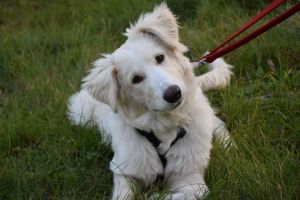 Adăpostul Animal Life se deschide până la finele lunii ianuarie