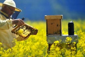 CALENDARUL TÂRGURILOR APICOLE 2018: Lista evenimentelor importante pentru crescătorii de albine