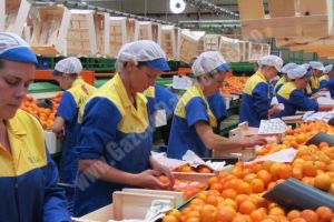 150 de locuri de muncă vacante în domeniul agriol, în Spania. Până la 6,25 euro brut/oră