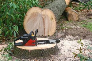 Un prahovean s-a ales cu dosar penal pentru un fag taiat ilegal. S-a meritat?