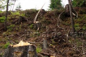 Bărbat prins în flagrant la tăiat de salcâmi