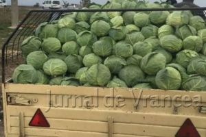 Prinşi la furat varză de pe câmp