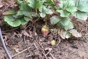 Fenomen rar în plină iarnă: la Galaţi căpşunile dau în pârg