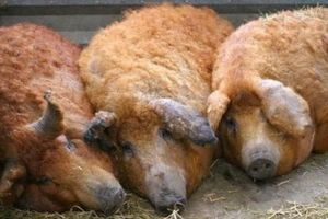 Program de sprijin pentru crescătorii de porci din rasele Bazna şi Mangaliţa
