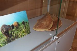 “Exponatul lunii”, la Secţia de Ştiinţele Naturii din cadrul Muzeului Judeţean Mureş