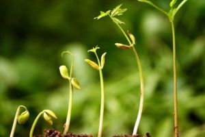 Prognoza agrometeo: Cum va fi vremea în ianuarie 2018!