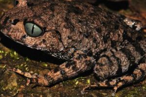 BROAȘTELE pun mari probleme şoferilor din FRANȚA. O şosea a fost închisă!