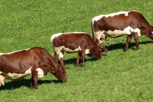 Proiect unic în România la Târgu-Mureş, pentru revigorarea bovinelor Pinzgau de Transilvania