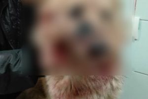 Un caz devenit viral pe Facebook, clasat de Politie. IPJ spune nu au identificat niciun animal impuscat! 