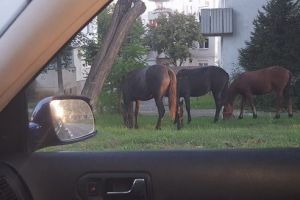 Adio cai şi căruţe din cartierele de case din Târgu-Mureş?! Proiect imobiliar ambiţios pentru Valea Rece