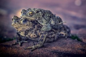 Circulatia rutiera pe un drum din Franta, suspendata pentru a lasa broastele sa se reproduca