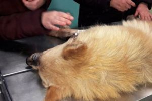 CÂINE ÎMPUȘCAT pe un bulevard aglomerat din CONSTANȚA. Dovezile, apărute pe internet