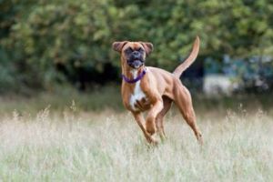 ȘOCANT. Doi bărbaţi şi o ADOLESCENTĂ, atacaţi în plină stradă de doi CÂINI DE LUPTĂ