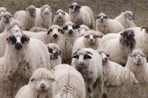 Lâna de oaie produsă în Mureş, valorificată insuficient