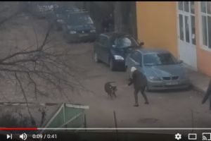 Incident grav la Iaşi: Trei persoane atacate de câini. Un bărbat a rămas fără un testicul