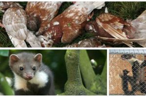 ”Fraţii jderi” au băgat spaima în columbofilii dintr-un oraş din judeţul Alba