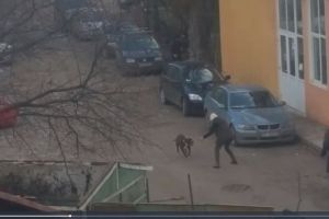Incident groaznic la Iaşi: Un câine de luptă a smuls testiculul unui trecător! (VIDEO)